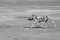 Rennende Afrikaanse wilde hond met bewegingseffect in South Luangwa in Zambia