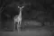 Impala in avondlicht in South Luangwa tijdens Exclusief South Luangwa fotosafari