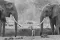 Bekroonde foto van jakhals staande tussen twee grote olifanten in Tsavo East